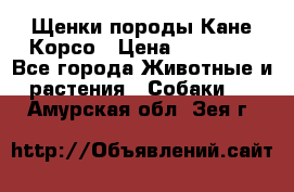 Щенки породы Кане-Корсо › Цена ­ 25 000 - Все города Животные и растения » Собаки   . Амурская обл.,Зея г.